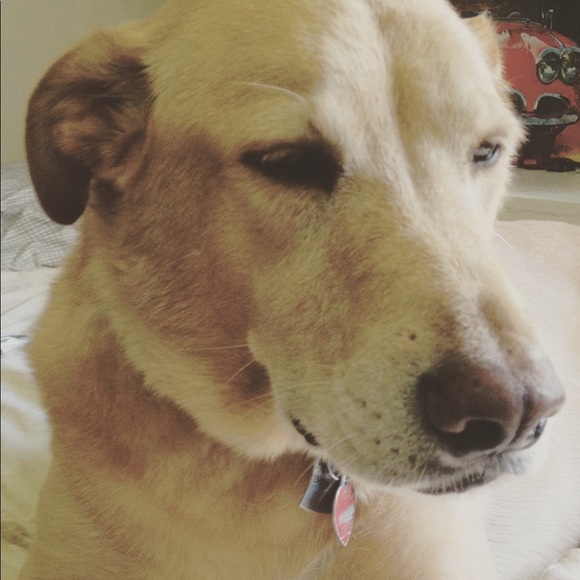 Meet your Posher, Blaize - Picture 1 of 1